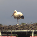 15_50-mast.jpg