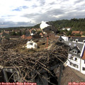 15_50-nest.jpg