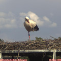 16_00-mast.jpg