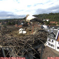 16_00-nest.jpg