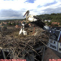 16_05-nest.jpg