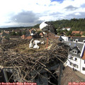 16_10-nest.jpg