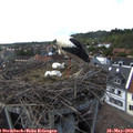 16_15-nest.jpg