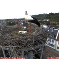 16_20-nest.jpg