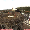 16_25-nest.jpg