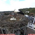 16_30-nest.jpg