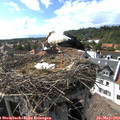 16_35-nest.jpg
