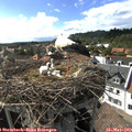 16_40-nest.jpg