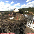 16_45-nest.jpg