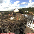 16_50-nest.jpg