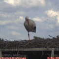 16_55-mast.jpg