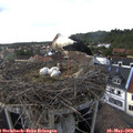 16_55-nest.jpg