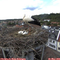 17_00-nest.jpg