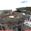 17_05-nest.jpg