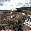 17_10-nest.jpg