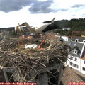 17_15-nest.jpg