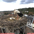 17_20-nest.jpg