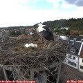 17_25-nest.jpg