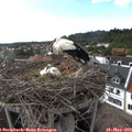 17_30-nest.jpg