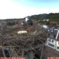 17_35-nest.jpg