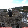 17_40-nest.jpg