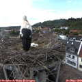 17_45-nest.jpg