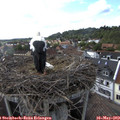 17_50-nest.jpg
