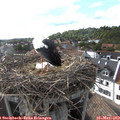 17_55-nest.jpg