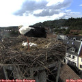 18_00-nest.jpg