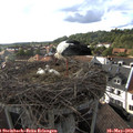 18_05-nest.jpg