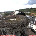 18_10-nest.jpg