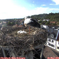 18_20-nest.jpg