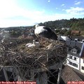 18_25-nest.jpg