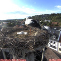 18_30-nest.jpg