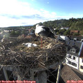 18_35-nest.jpg