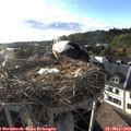 18_40-nest.jpg
