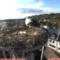 18_45-nest.jpg