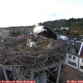 18_50-nest.jpg