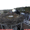 19_00-nest.jpg