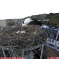 19_05-nest.jpg