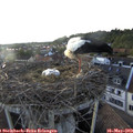 19_10-nest.jpg