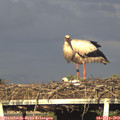 19_15-mast.jpg