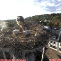 19_15-nest.jpg