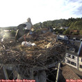 19_20-nest.jpg