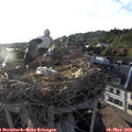 19_25-nest.jpg