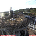19_30-nest.jpg