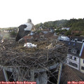 19_35-nest.jpg