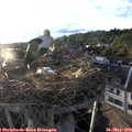19_40-nest.jpg