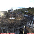 19_45-nest.jpg