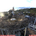 19_50-nest.jpg